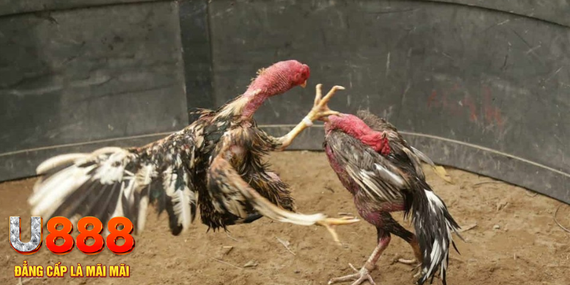 xs9988 sòng bạc SÒNG BẠC